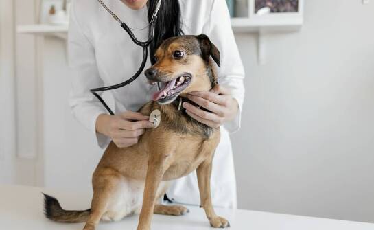 Profilaktyka kardiologiczna: jak dbać o serce swojego zwierzęcia?