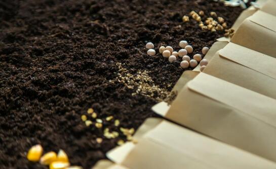 Jakie czynniki wpływają na wybór nasion olejkodajnych roślin?