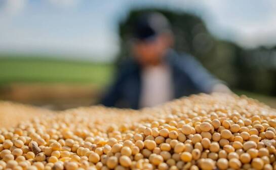 Dlaczego warto inwestować w nasiona grochu wysokiej jakości?