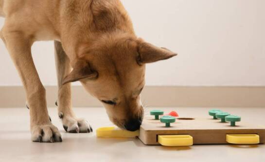 Jak przedszkole dla psów wspiera rozwój poznawczych umiejętności?