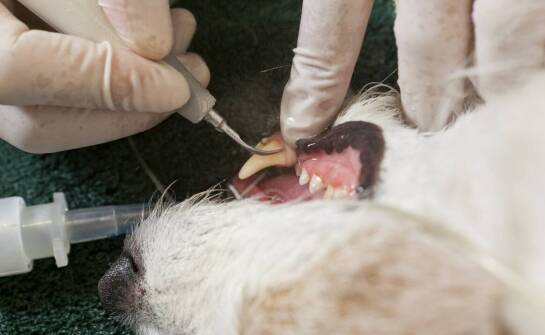 Jak nowoczesne technologie wspierają diagnostykę stomatologiczną u zwierząt?