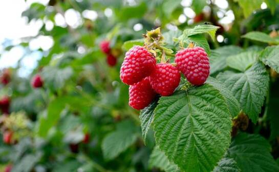 Rola nawozów w pielęgnacji sadzonek malin