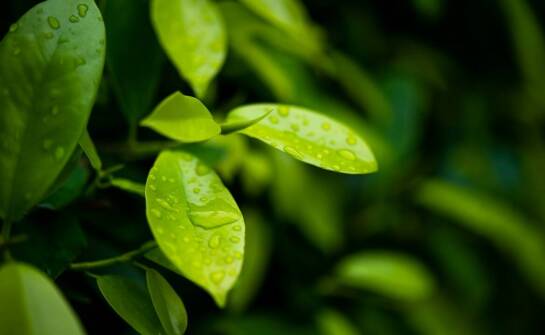 Znaczenie odpowiedniego nawadniania dla rozwoju coleusa