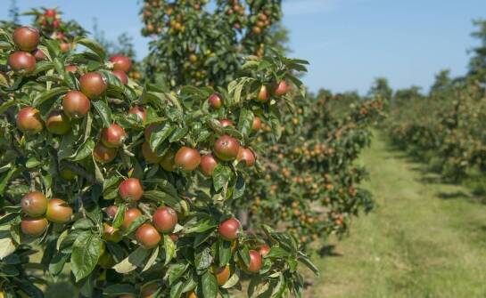 Jak pielęgnować różne odmiany jabłoni rajskiej dla optymalnego wzrostu?