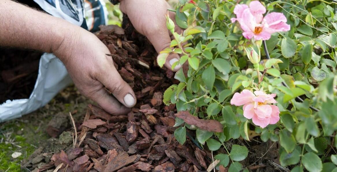 Rabatowe róże w ogrodzie: Jak zapewnić im odpowiednie warunki glebowe?