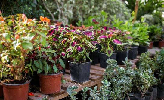 Jakie kolory coleusa najlepiej komponują się z innymi ozdobnymi roślinami?