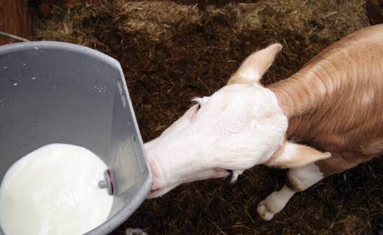 Jakie korzyści niesie stosowanie mlecznych preparatów u młodych zwierząt?