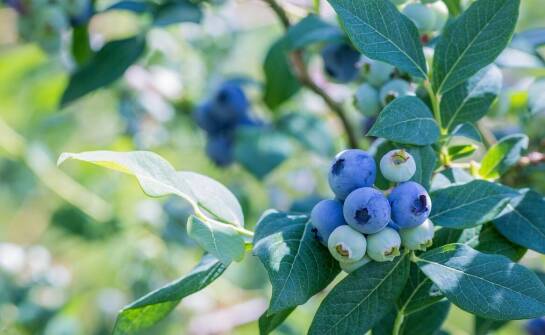 Wholesale berries offer—how does it influence kitchen innovation?