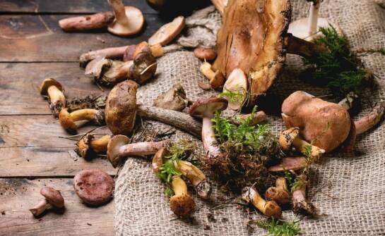 The importance of Polish mushrooms in the wholesale offer for restaurants