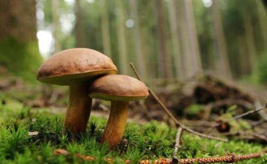The role of ecological practices in mushroom cultivation in the food industry