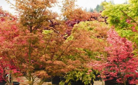 Szkółka roślin ozdobnych: jakie gatunki liściastych drzew polecamy?