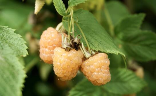 Żółta malina promyk: jak zwiększyć jej plonowanie na plantacji?