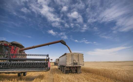 Skup zboża: jak elastyczne terminy odbioru wspierają rolników?