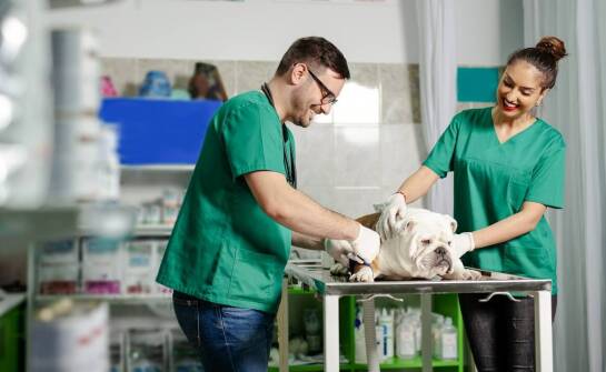 Bezpieczeństwo i komfort podczas weterynaryjnych zabiegów