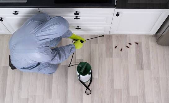 Skuteczne metody zwalczania karaluchów – co warto wiedzieć?