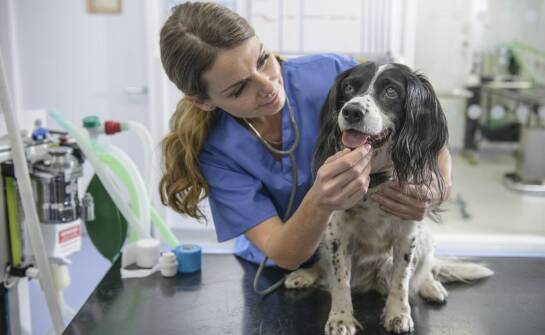 Onkologia weterynaryjna – jak regularne kontrolne badania pomagają w leczeniu?