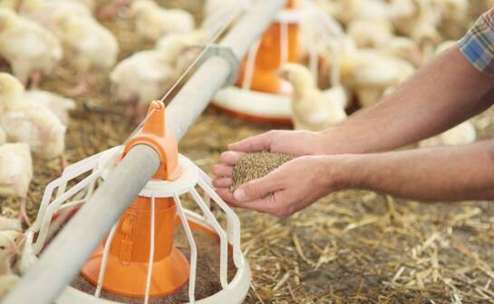 Jak dostosowanie składu paszy wpływa na zdrowie drobiu?