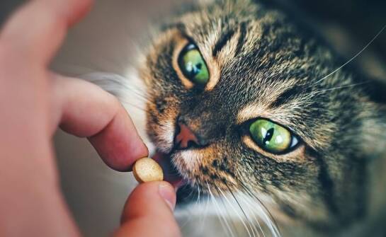 Jak suplementy diety mogą wpłynąć na zachowanie i nastrój u kota?