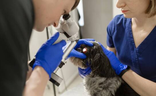 Jak przebiega wizyta u okulisty dla psa?