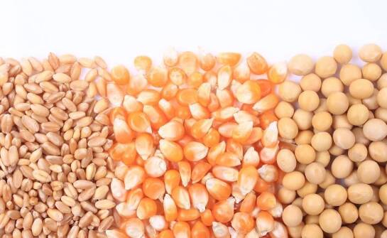 Jakie wyzwania stoją przed producentami nasion do poplonu w obecnych czasach?