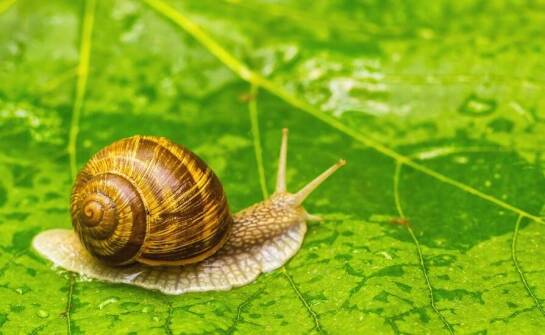 Wpływ zróżnicowanej diety na rozwój jadalnych ślimaków