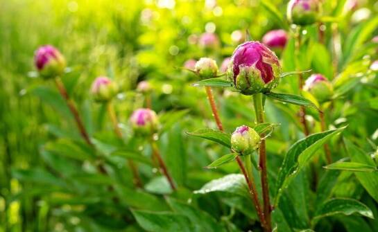 Byliny do ogrodu: różnorodność gatunków i ich zastosowanie w aranżacjach