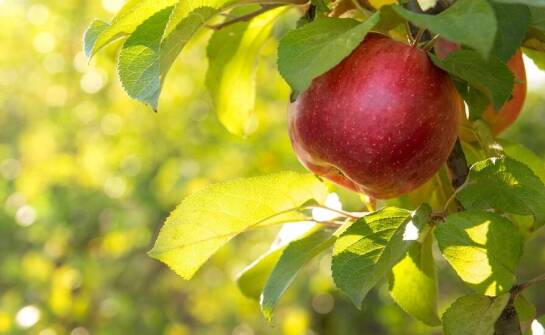 Rajska jabłoń: które odmiany są najbardziej odporne na mrozy?