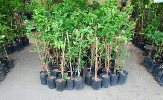 Begonia angielska: odmiany, uprawa i pielęgnacja krok po kroku