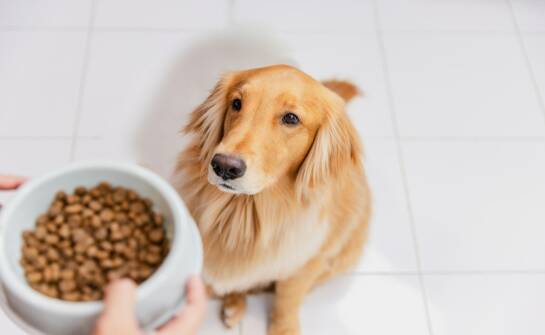 Jak wybrać karmę dla psa: najważniejsze kryteria i składniki