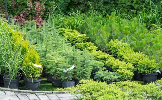 Drzewa kolumnowe: pomysły i gatunki idealne do niewielkich ogrodów