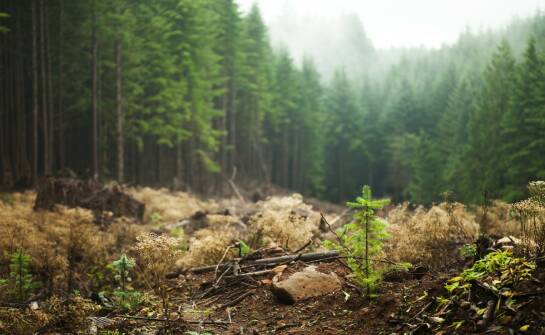 Czyszczenie lasów – co warto wiedzieć o metodach i korzyściach
