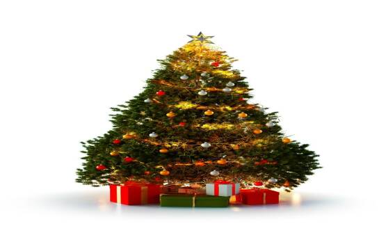 Żywe choinki: jak wybrać zdrową i piękną choinkę na święta