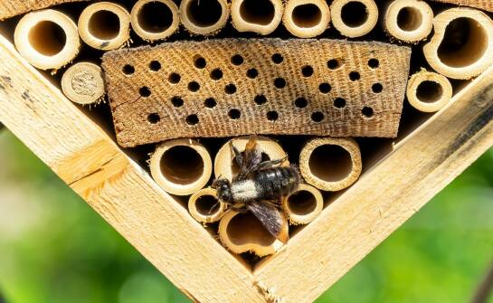 Produkty dla pszczół: co warto wiedzieć przed zakupem akcesoriów