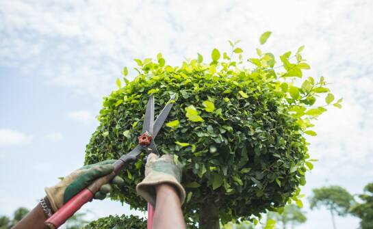Wycinki drzew i krzewów: co warto wiedzieć przed planowaniem prac