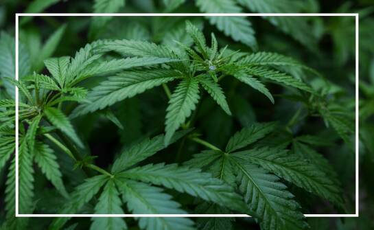 Zioła i odmiany konopi: czym wyróżnia się Purple Haze i jej historia