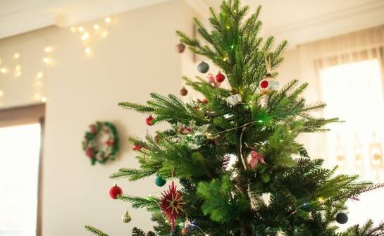 Choinki żywe: jak wybrać i pielęgnować idealne drzewko świąteczne