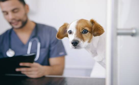 Wybór weterynarza: kluczowe kryteria i najczęstsze pytania właścicieli zwierząt