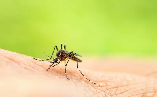 Skuteczne metody zwalczania owadów i zapobiegania infestacjom