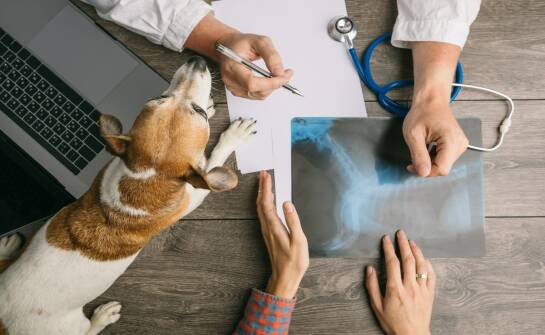 Ortopedia zwierząt: objawy, diagnoza i metody leczenia schorzeń ruchu