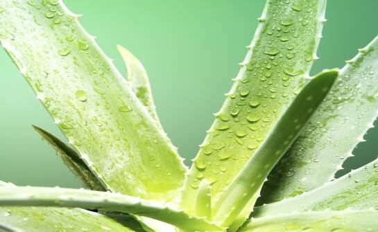 Aloes w kosmetyce i zdrowiu: naturalne właściwości i zastosowania