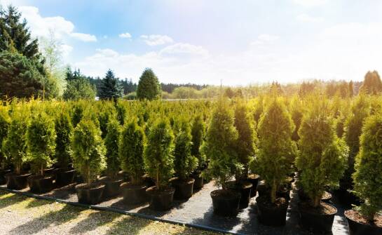 Plantacja choinek: jak wygląda uprawa i sezonowe przygotowania do sprzedaży