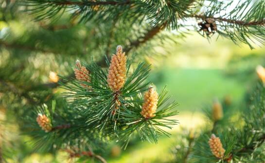 Jodła kaukaska — cechy, uprawa i porównanie gatunków przed zakupem