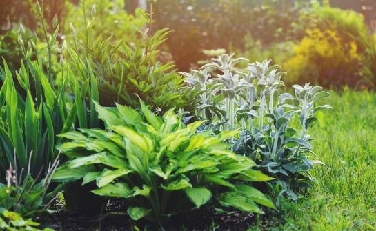 Jakie byliny są najbardziej odporne na warunki klimatyczne w Polsce?