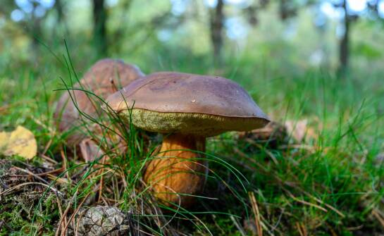 Why choose Polish mushrooms?
