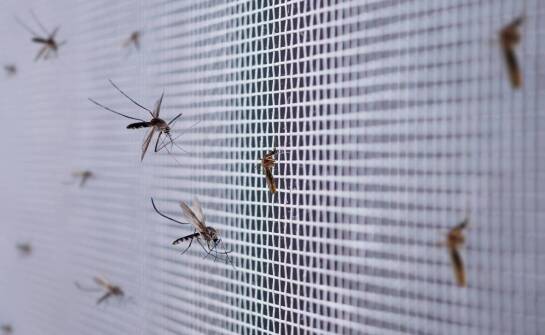 Drobne złoża owadów na moskitierze — jak reagować, zanim pojawią się larwy
