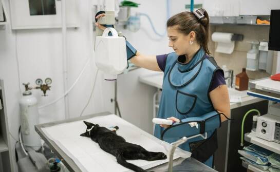 Jak rozpoznać, że objawy u psa lub kota wymagają pilnej diagnostyki w całodobowej lecznicy