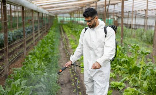Kiedy insektycyd oparty na cyjanotraniliprolu ma sens na plantacjach truskawek i warzyw kapustnych
