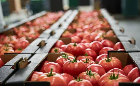 Co naprawdę oznacza stała hurtowa współpraca z regionalnym producentem pomidorów dla gastronomii