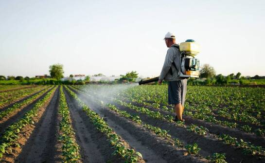 Dlaczego lekkie gleby w Zagnańsku wymagają innego planu nawożenia warzyw i roślin korzeniowych
