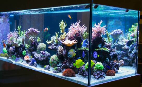 Jak zaplanować reef tank od wymiarów zbiornika po układ techniczny i aranżację skały